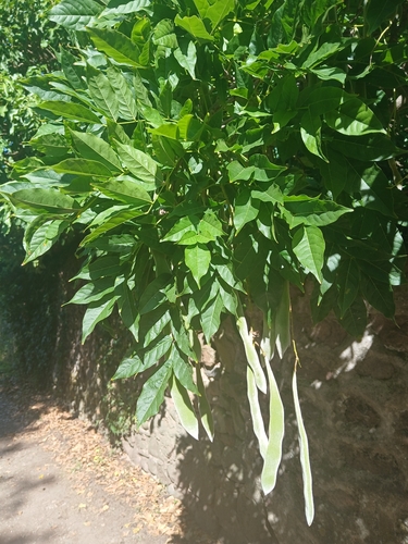 Chinese wisteria