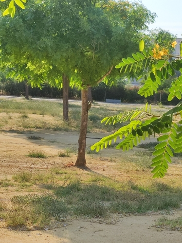 Iberian Green Woodpecker