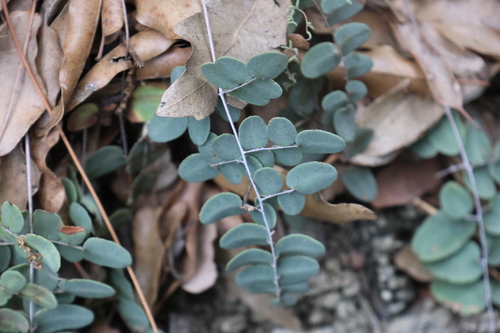 Pellaea intermedia