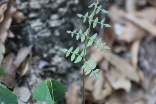 Pellaea intermedia