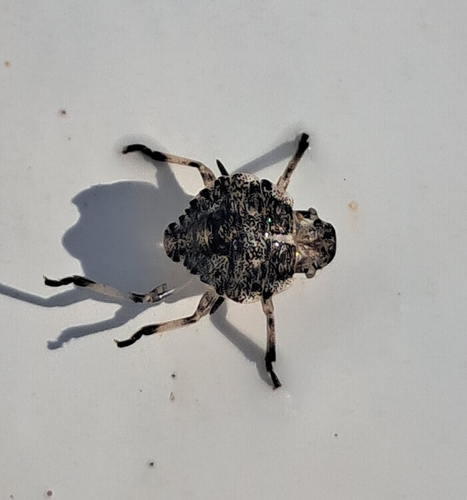 Mottled Stink Bug