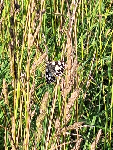 Marbled White
