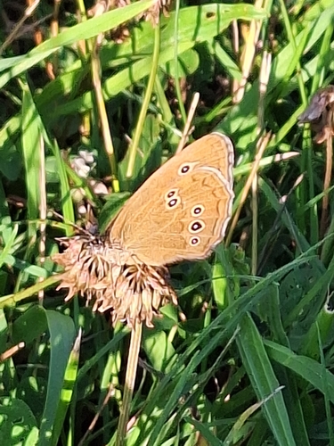 Ringlet