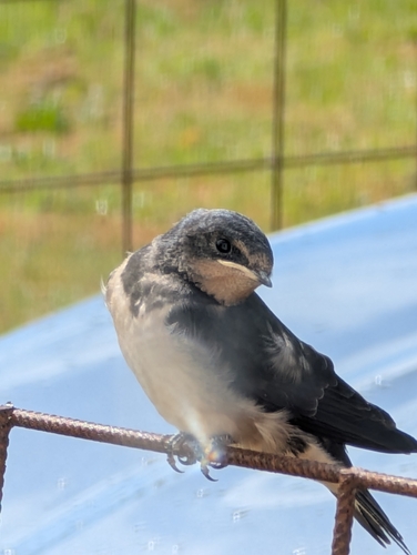 Barn Swallow