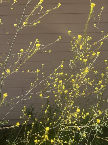 iNaturalist observation photo of Black Mustard