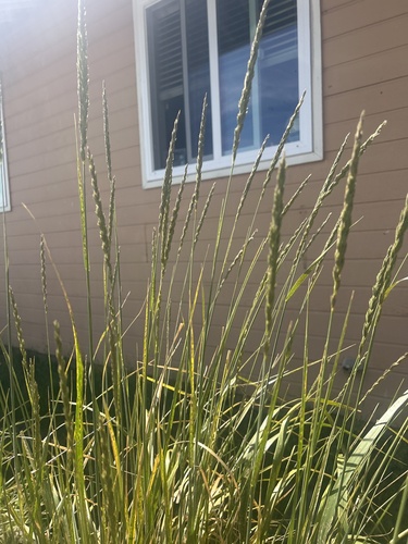 iNaturalist observation photo of Leymus