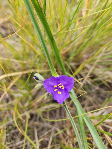 Western Spiderwort