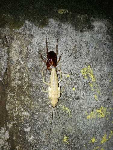 Periplaneta americana image