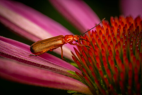 Common Red Soldier Beetle