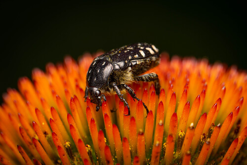Mediterranean Spotted Chafer