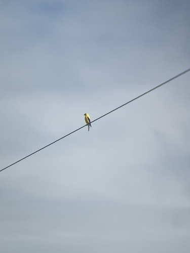American Goldfinch