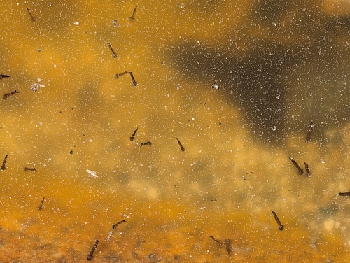 iNaturalist observation photo of Culiseta