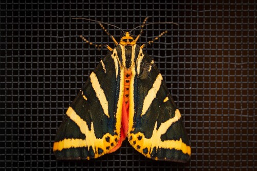 Jersey Tiger