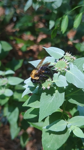Eastern Carpenter Bee