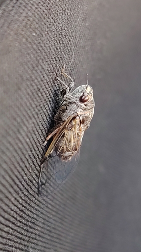 Black Sorrow Cicada