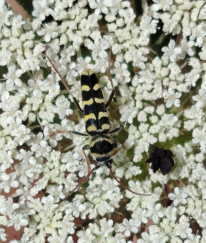 Echinocerus floralis