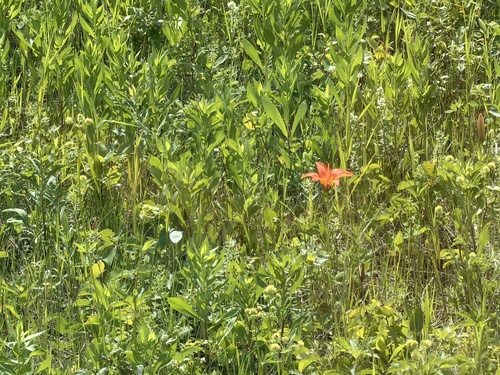 Wood Lily