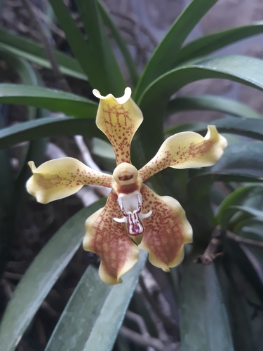 Mindanaoensis Orchid