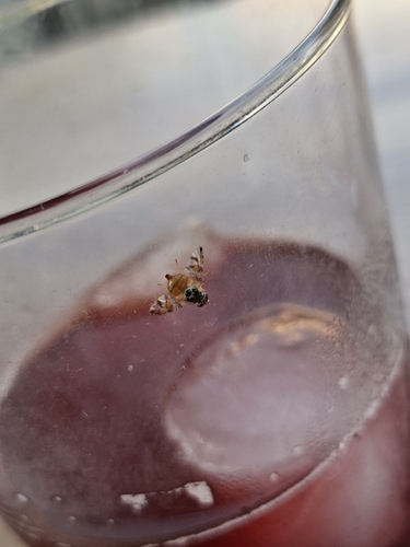 Mediterranean Fruit Fly
