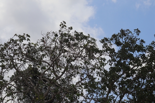 Persea americana image