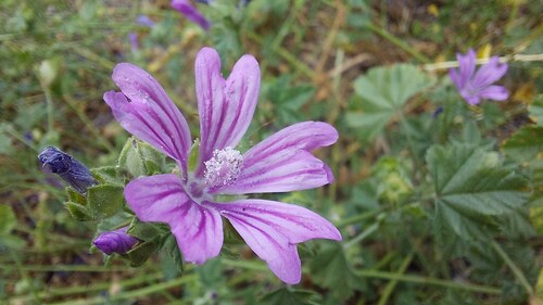 Common Mallow