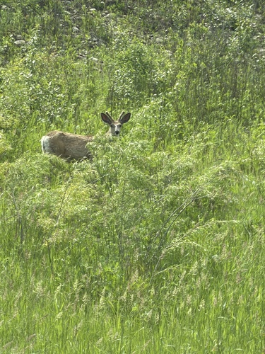 Mule Deer