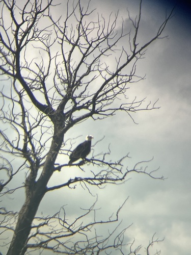 Bald Eagle