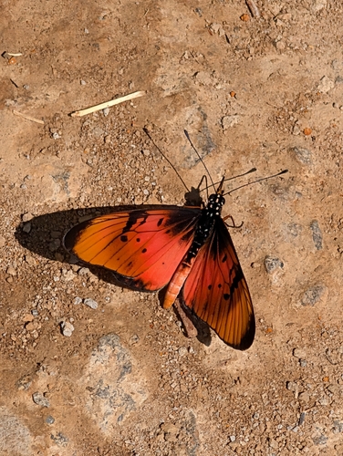 Natal Acraea