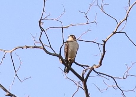 Short-tailed Hawk (Buteo brachyurus)
