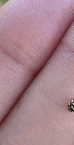 Twenty-spotted Lady Beetle