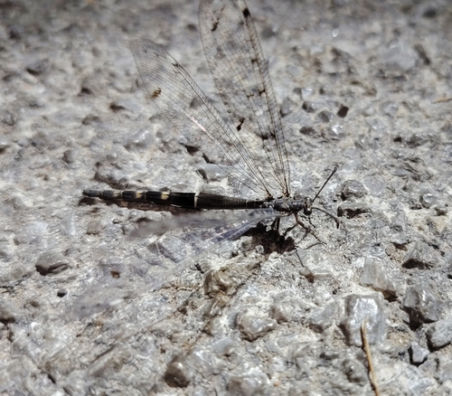 Four-spotted antlion