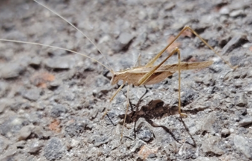 Lily Bush-cricket