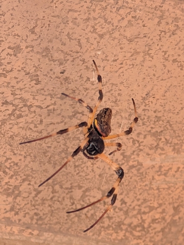 African Hermit Spider