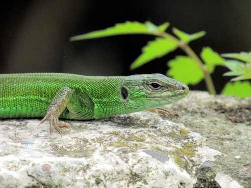 Caspian Green Lizard