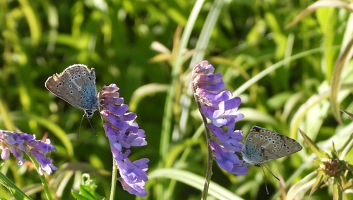 Geranium Argus