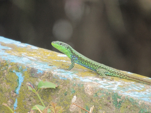 Green-bellied Lizard