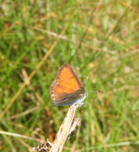 Purple-edged Copper