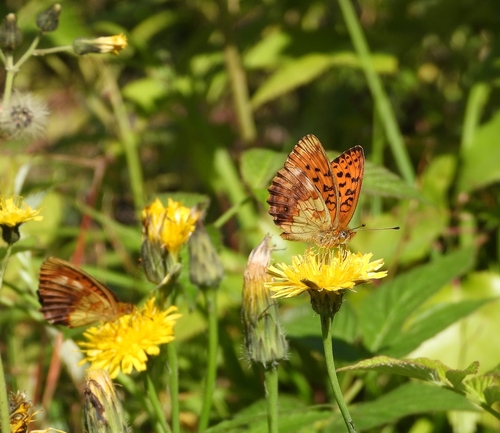 Marbled Fritillary