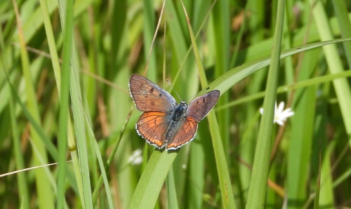 Purple-shot Copper