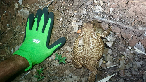 Spiny Toad