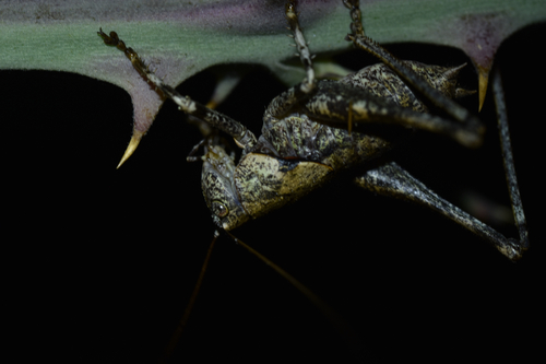 Two-toothed Bush-cricket
