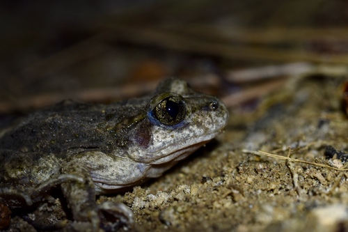 Betic Midwife Toad