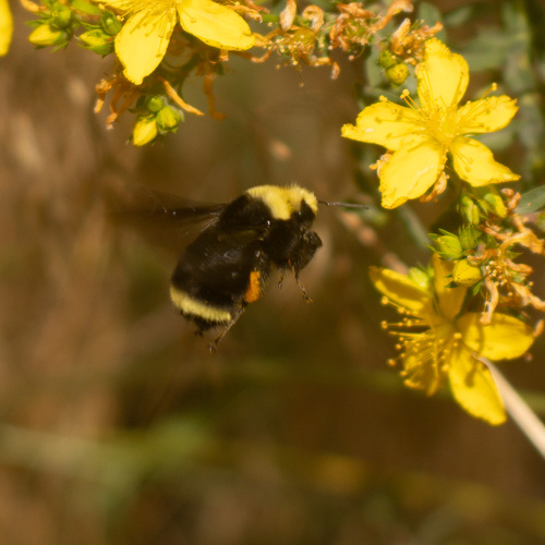 iNaturalist observation photo of Yellow-faced Bumble Bee