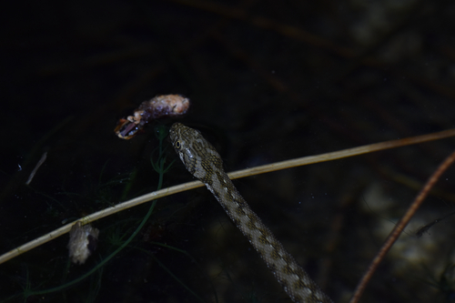 Viperine Snake