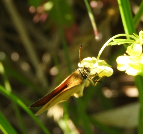 Essex Skipper