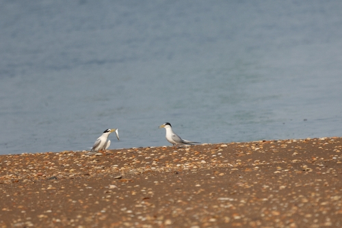 Little Tern
