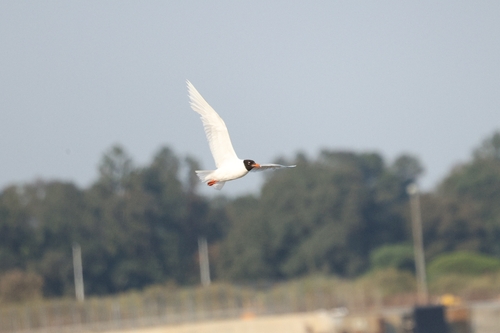 Mediterranean Gull