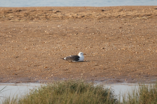 Lesser Black-backed Gull