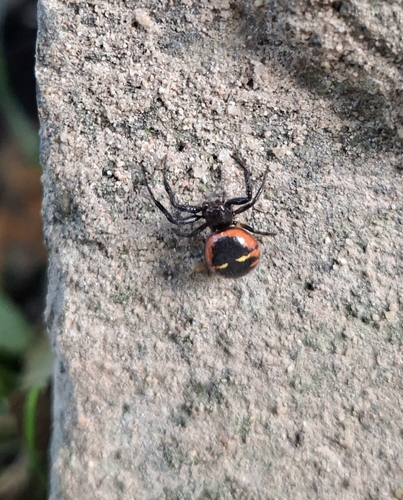 Napoleon Spider
