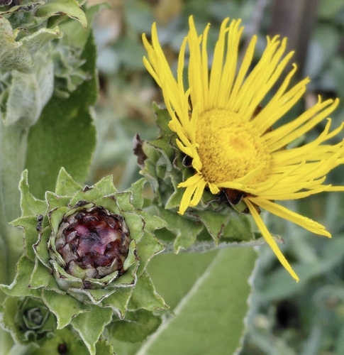 Elecampane